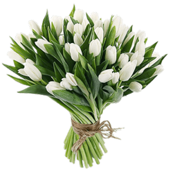 Elegant white tulips wrapped in rustic charm, 51